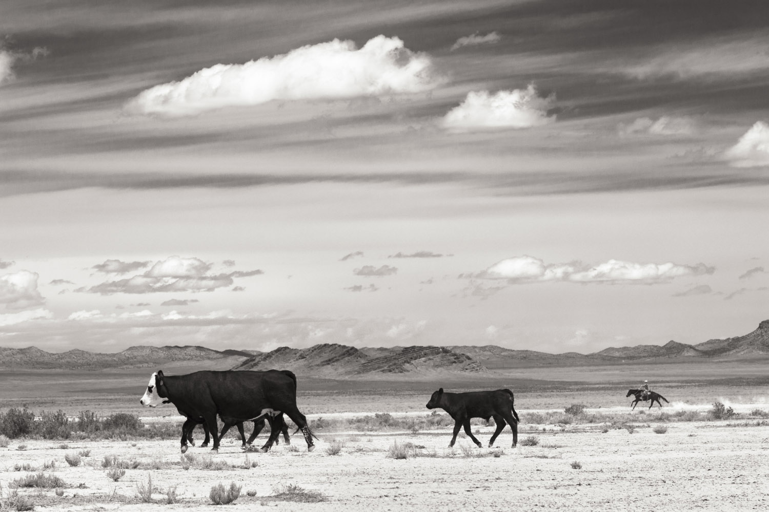 Baker Ranch Cattle Drive #3