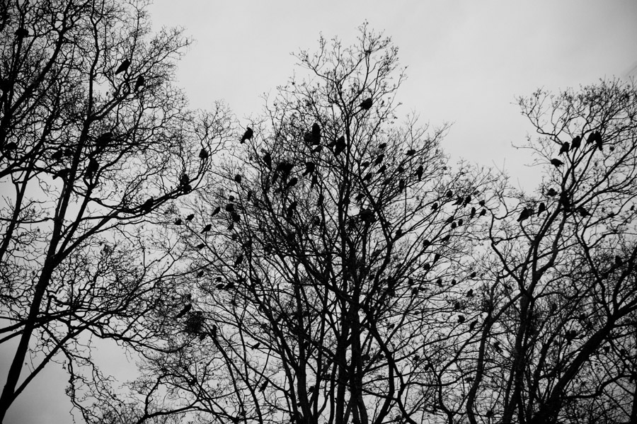 Birds