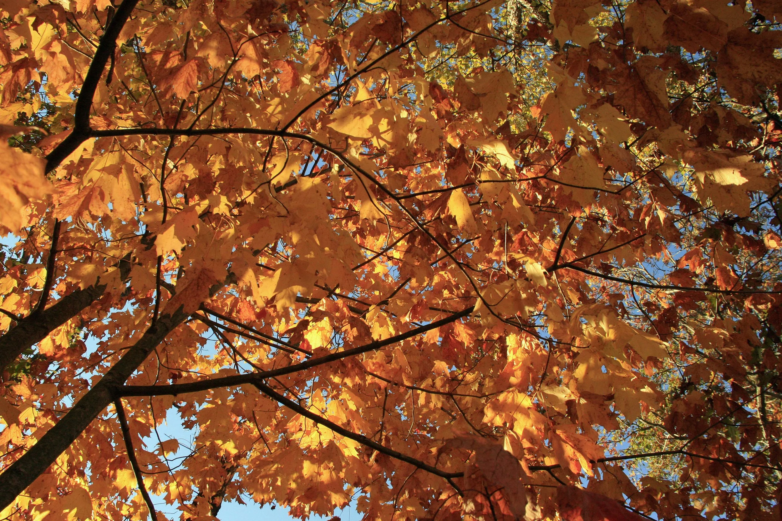 No matter what kind of creative work we do, it's impossible to exist as a single leaf on a big, empty tree. 