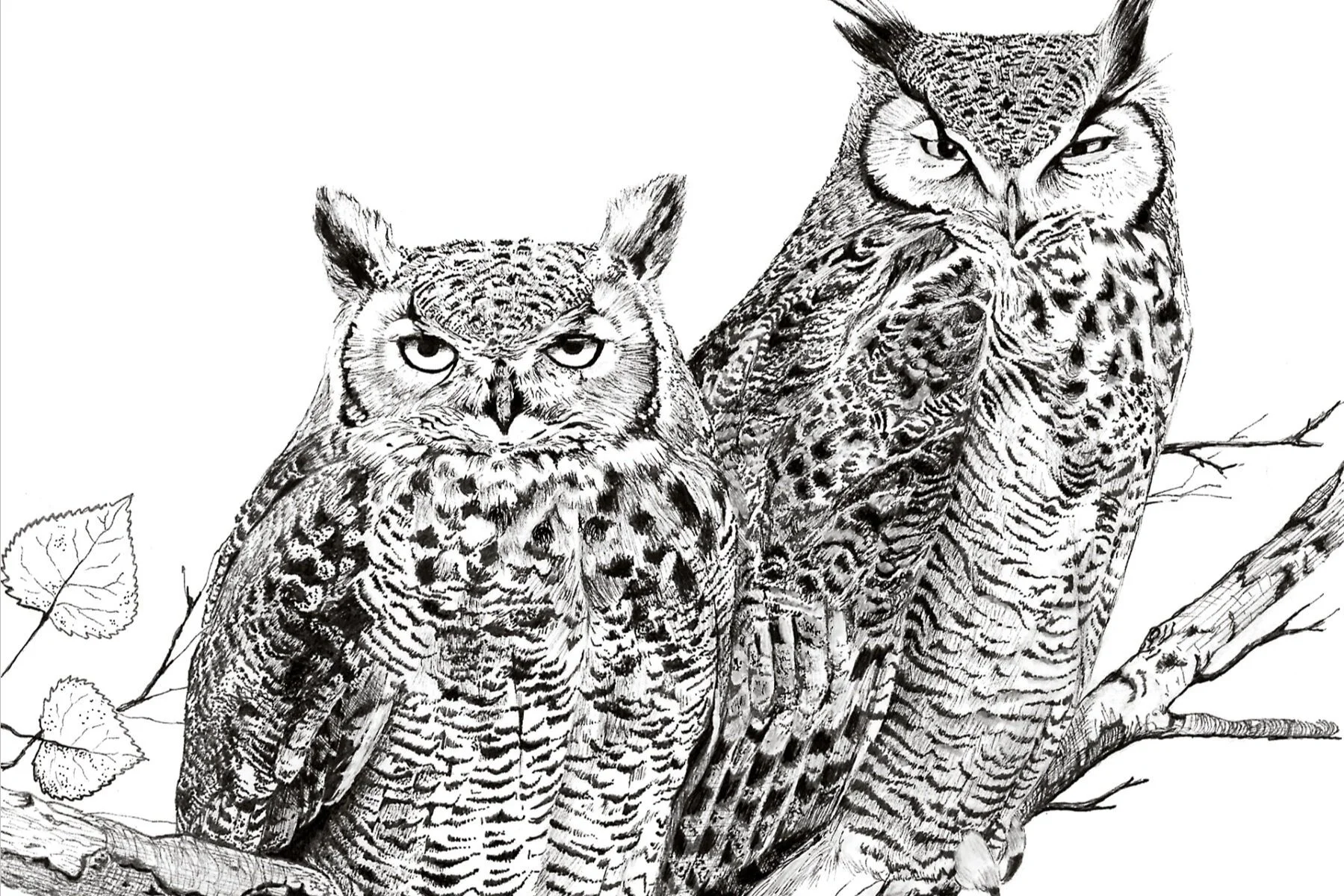 owls.jpg