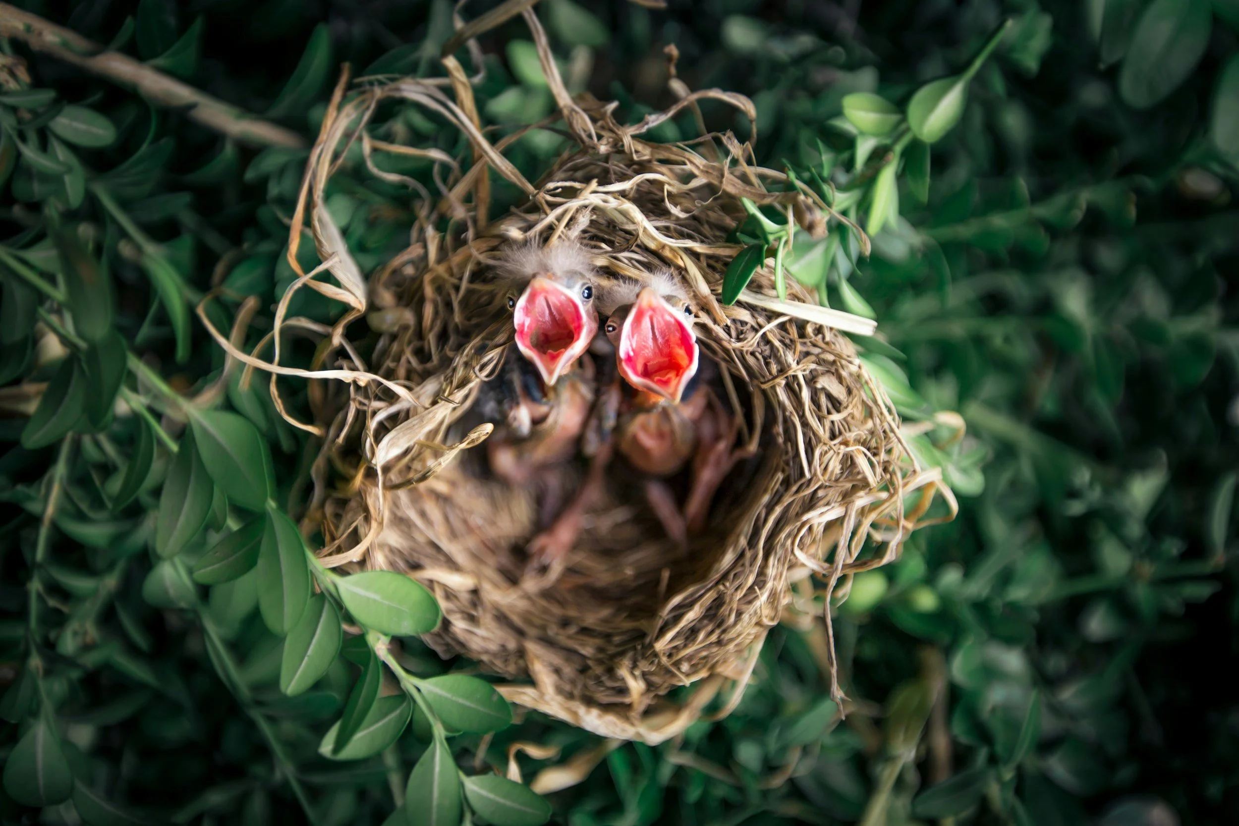 The Wisdom of Sa-Ta-Na-Ma in Spring's Paradox