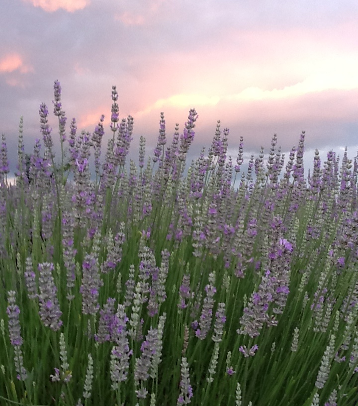 Culinary Lavender — Seven Oaks Lavender Farm