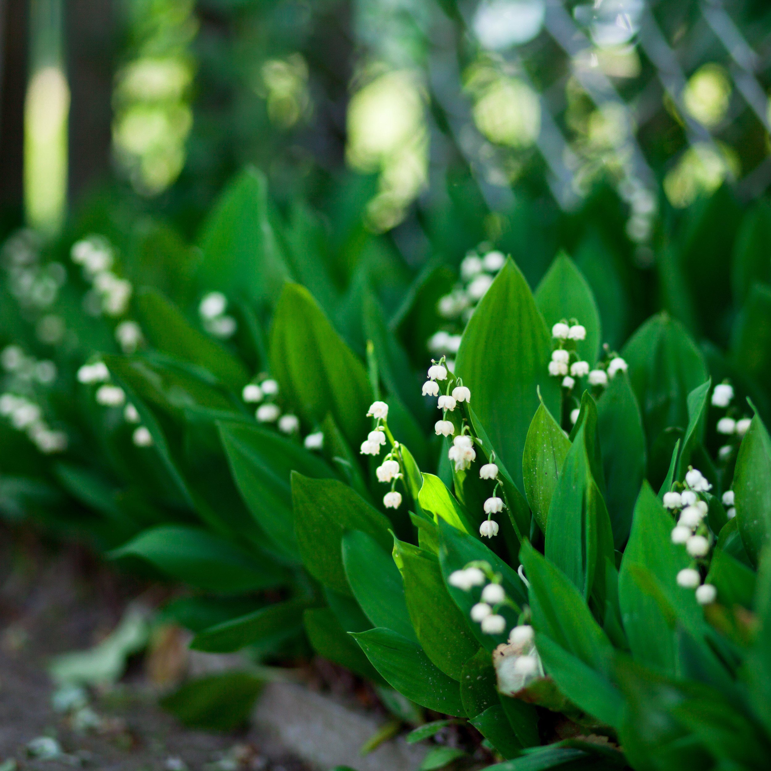 lily of valley.jpg