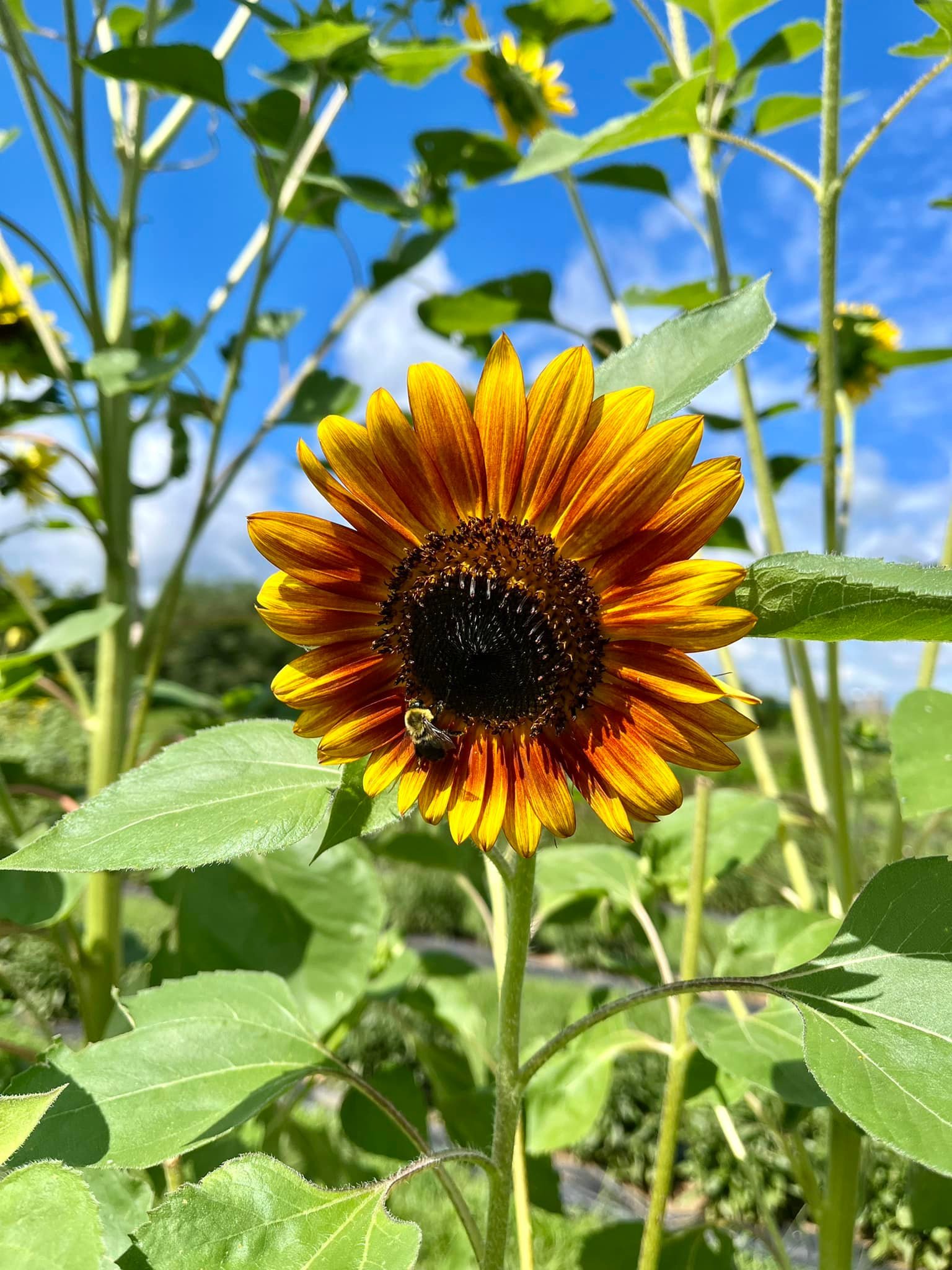 Chasing the Sun, Sunflowers in Multi, Fabric Half-Yards - Picking Daisies