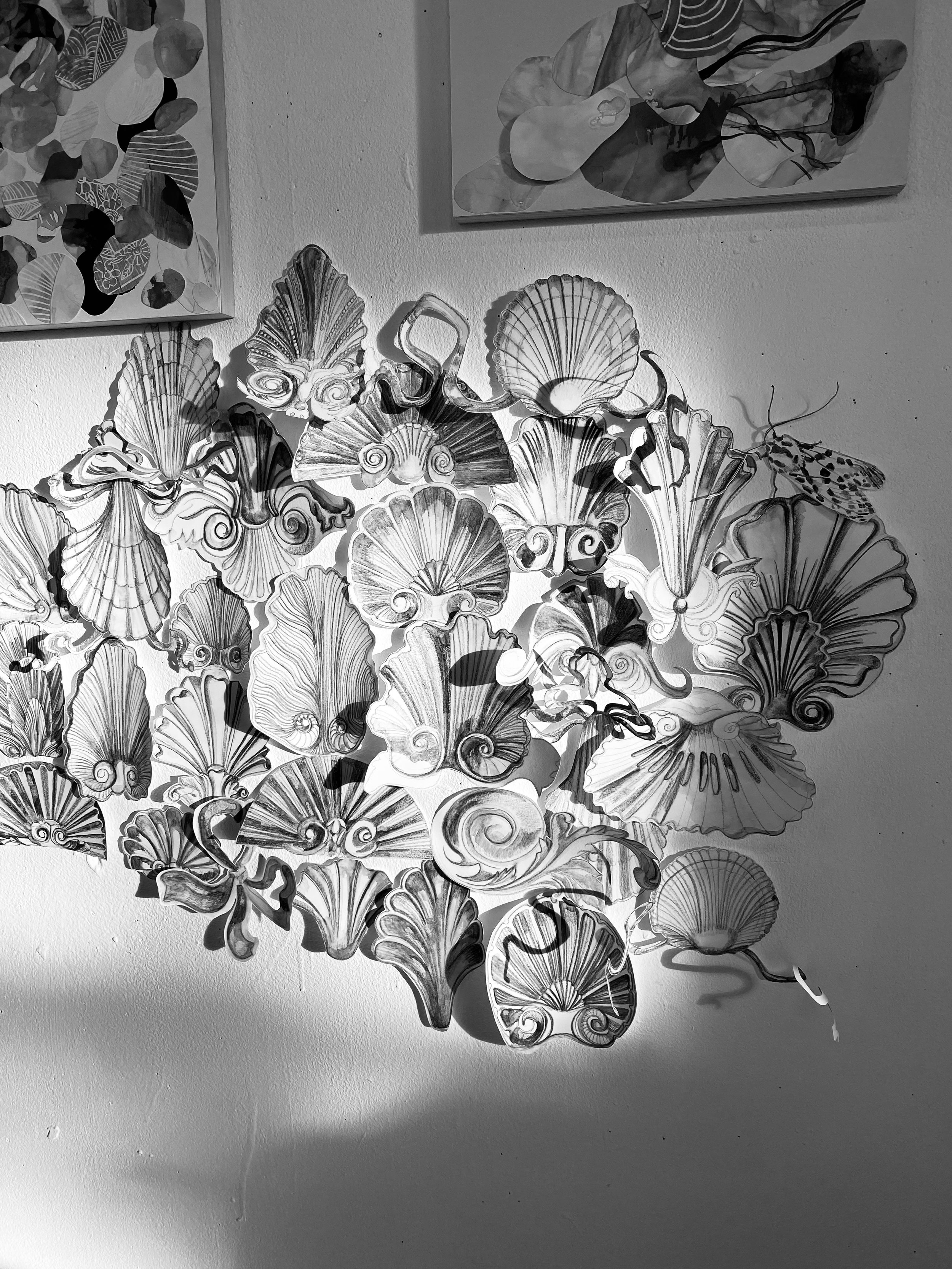 Installation of shell inspired drawings on the wall in a black and white photograph