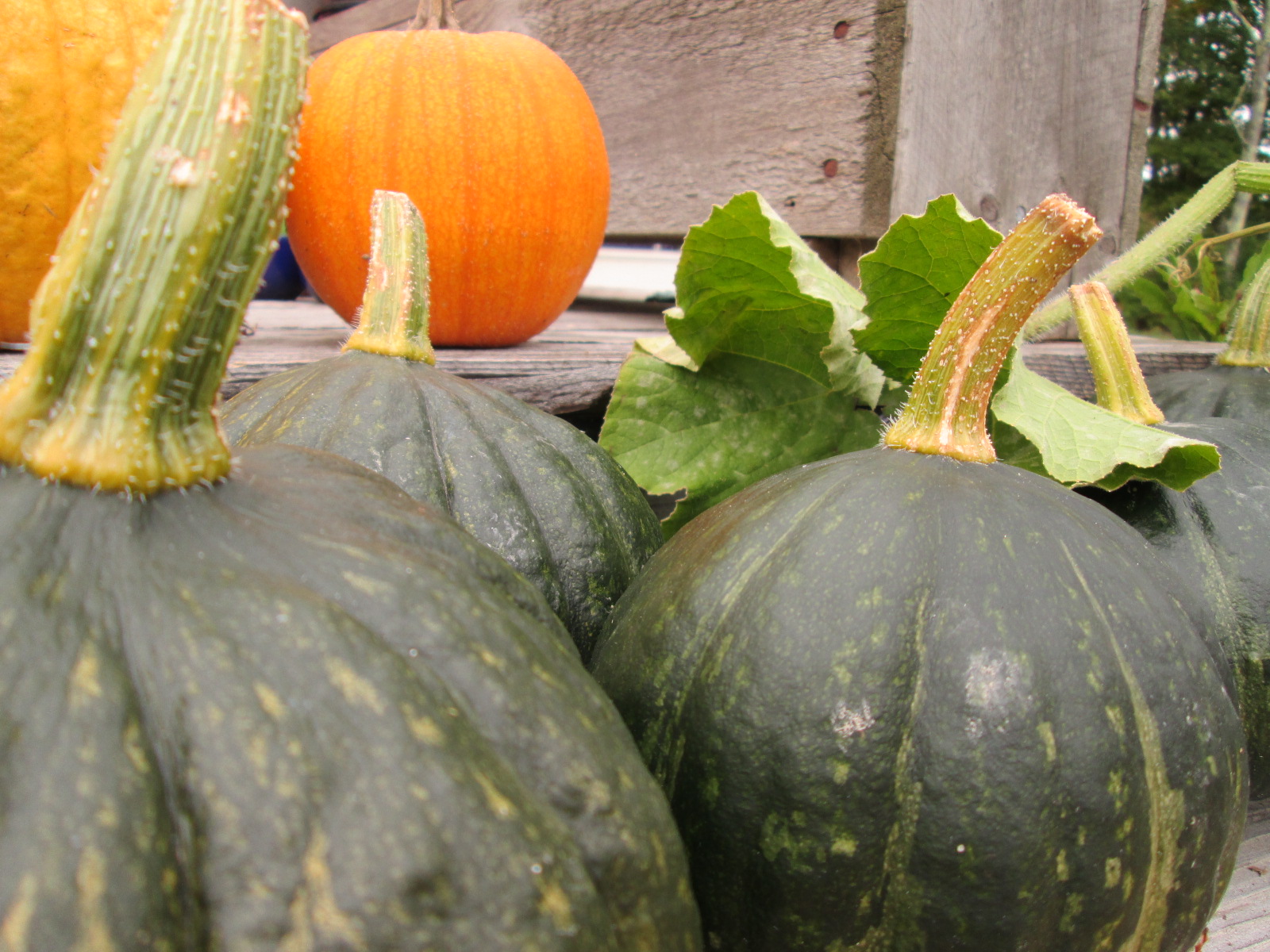 Tetsukabuto at Bonobos