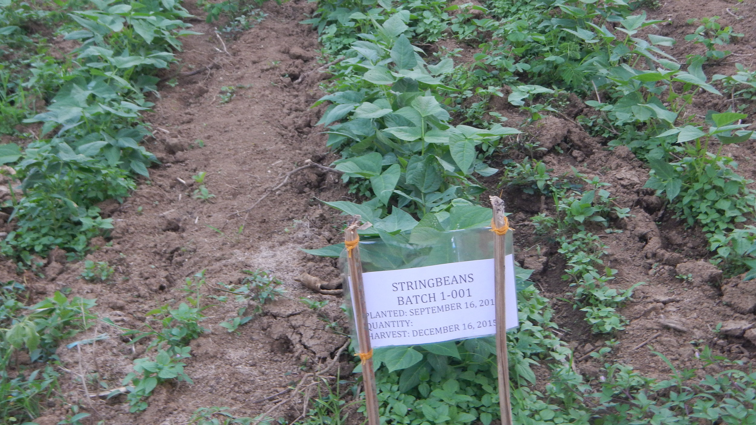 10-22-15. Labeled Stringbeans...b.jpg