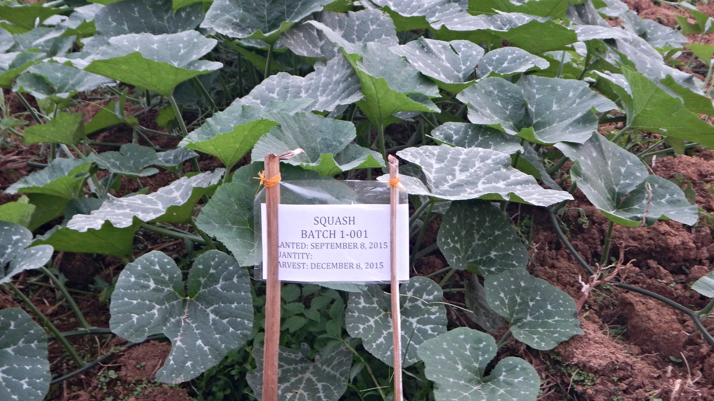 10-22-15. Labeled Squash. 1st batch 1-001...c.jpg