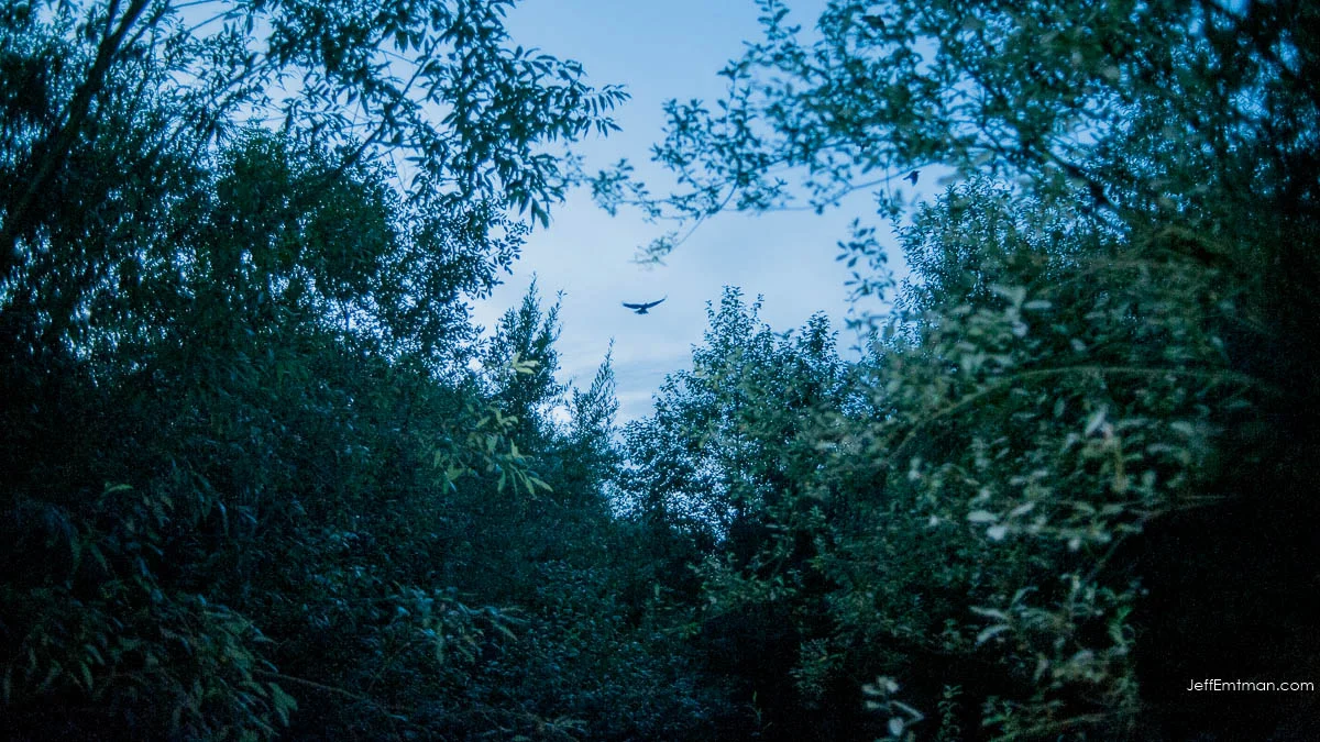 Inside the wetlands