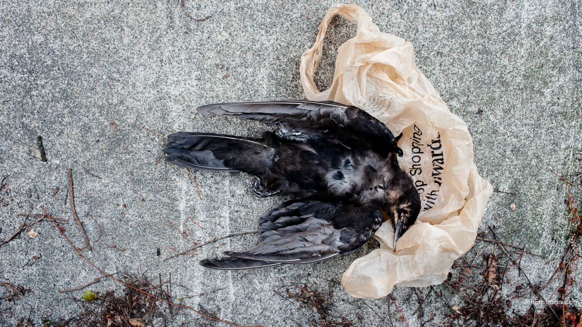 The taxidermied body of a crow, used in Kaeli Swift's research at the University of Washington.