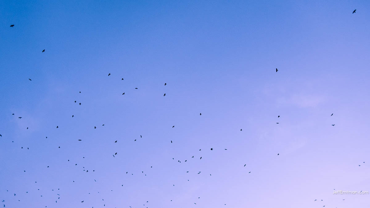  Each evening, thousands of crows roost in the wetlands of Bothell, Washington 