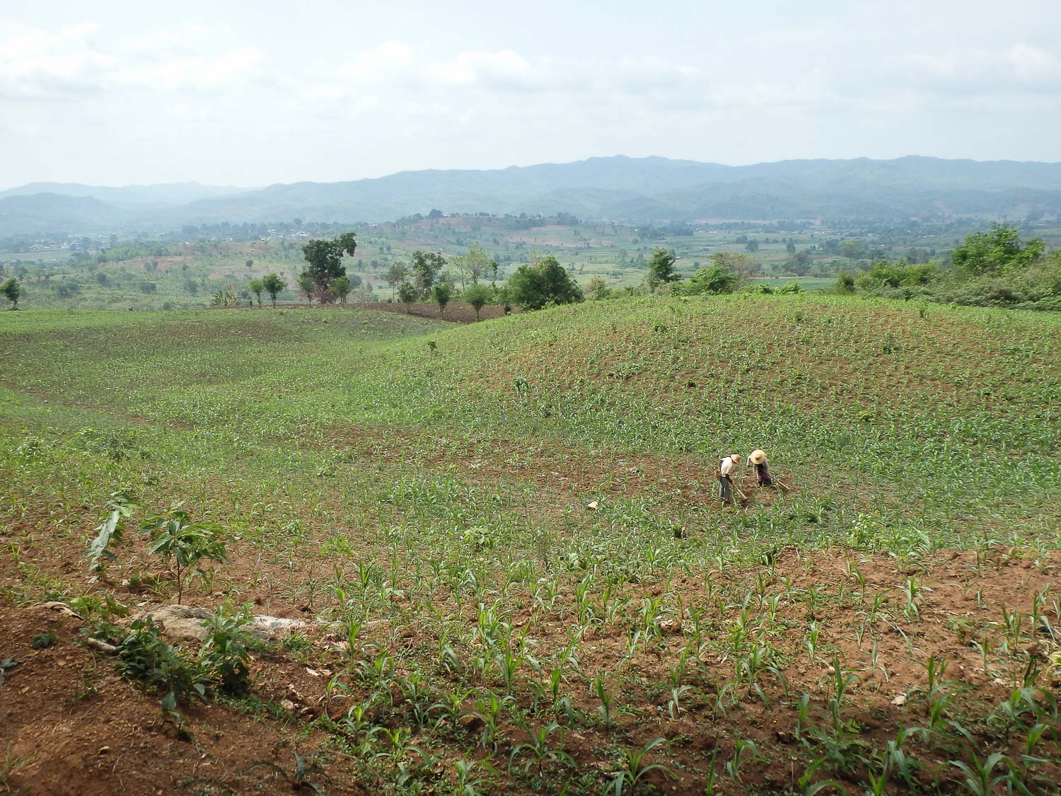 Workers in a field