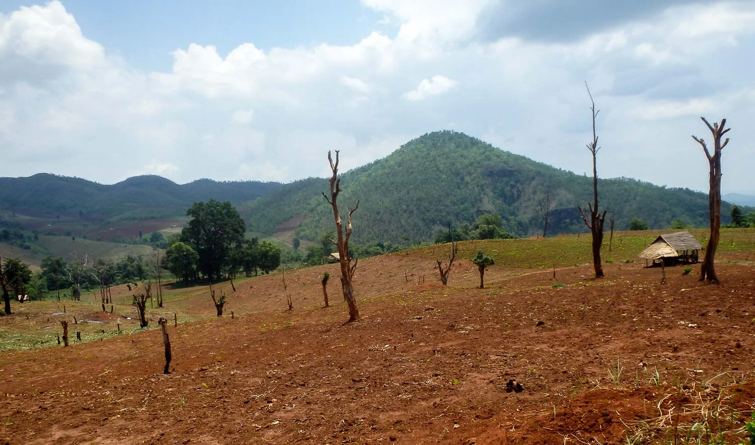 Clearcut Farmland