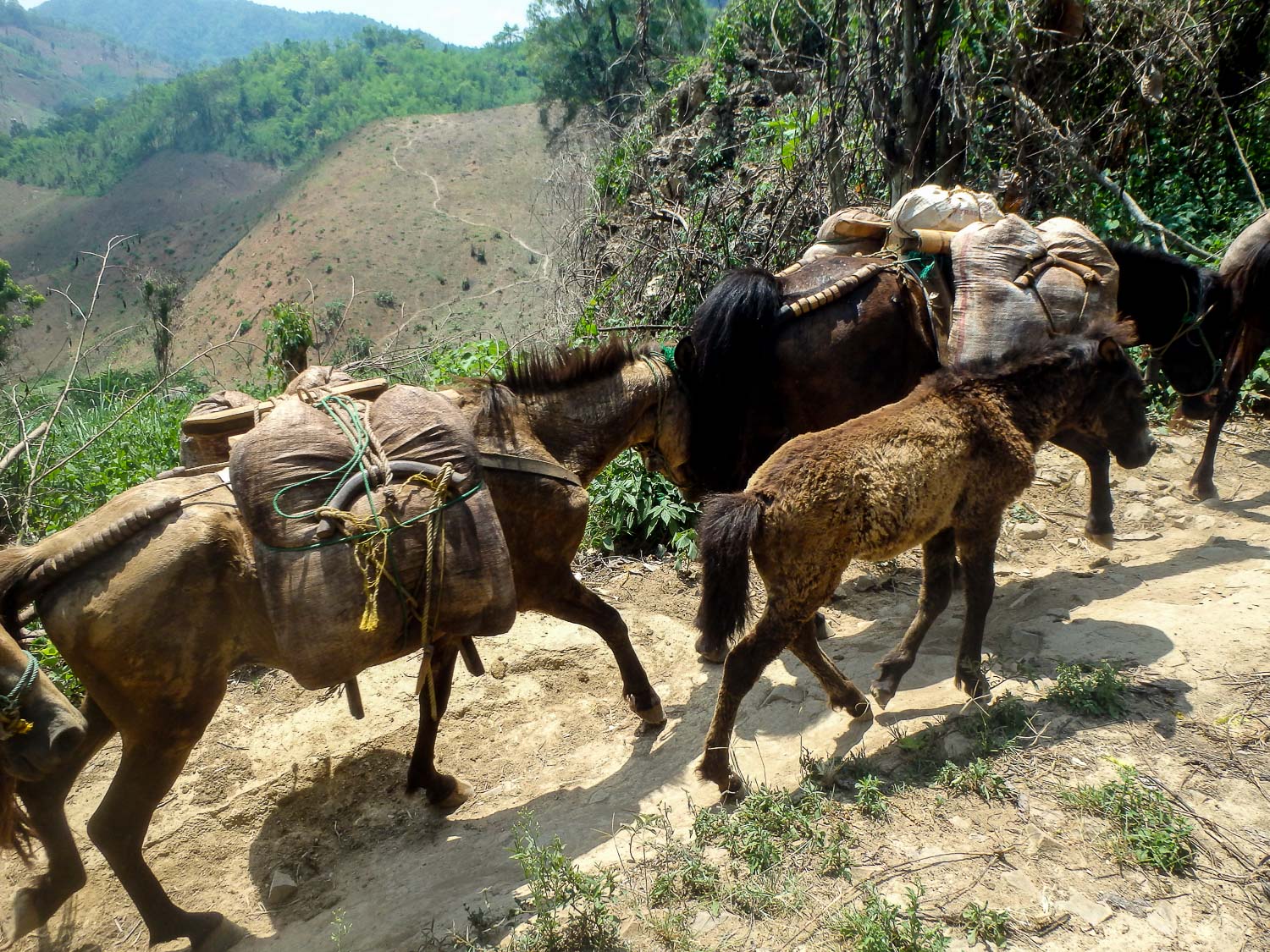 A passing mule train