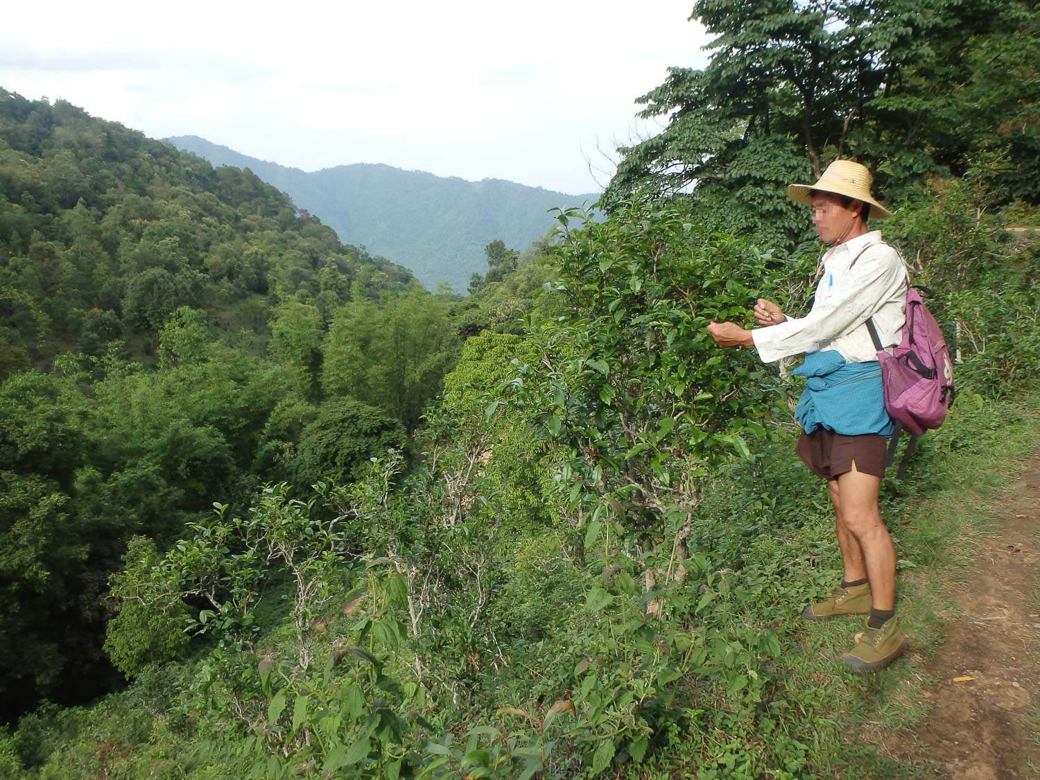 William picks tea leaves