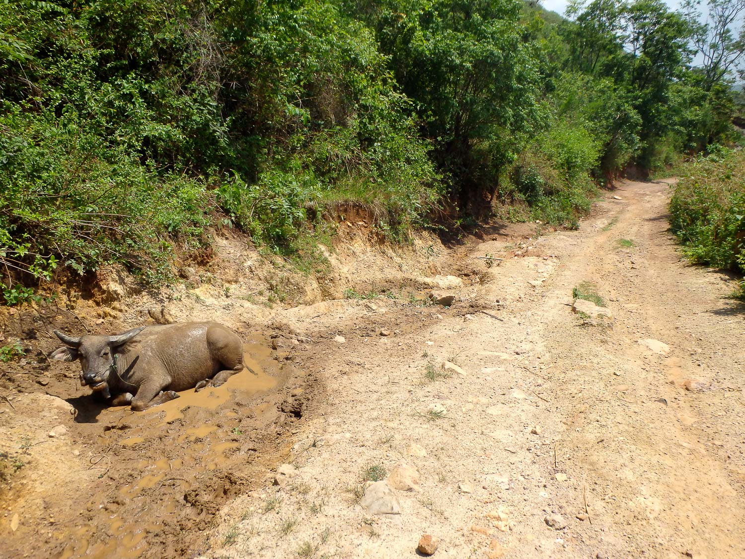 Water buffalo wallowing on the road