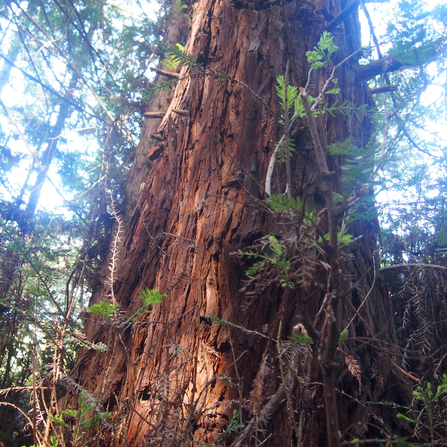 HBM069: Redwoods of the In-World