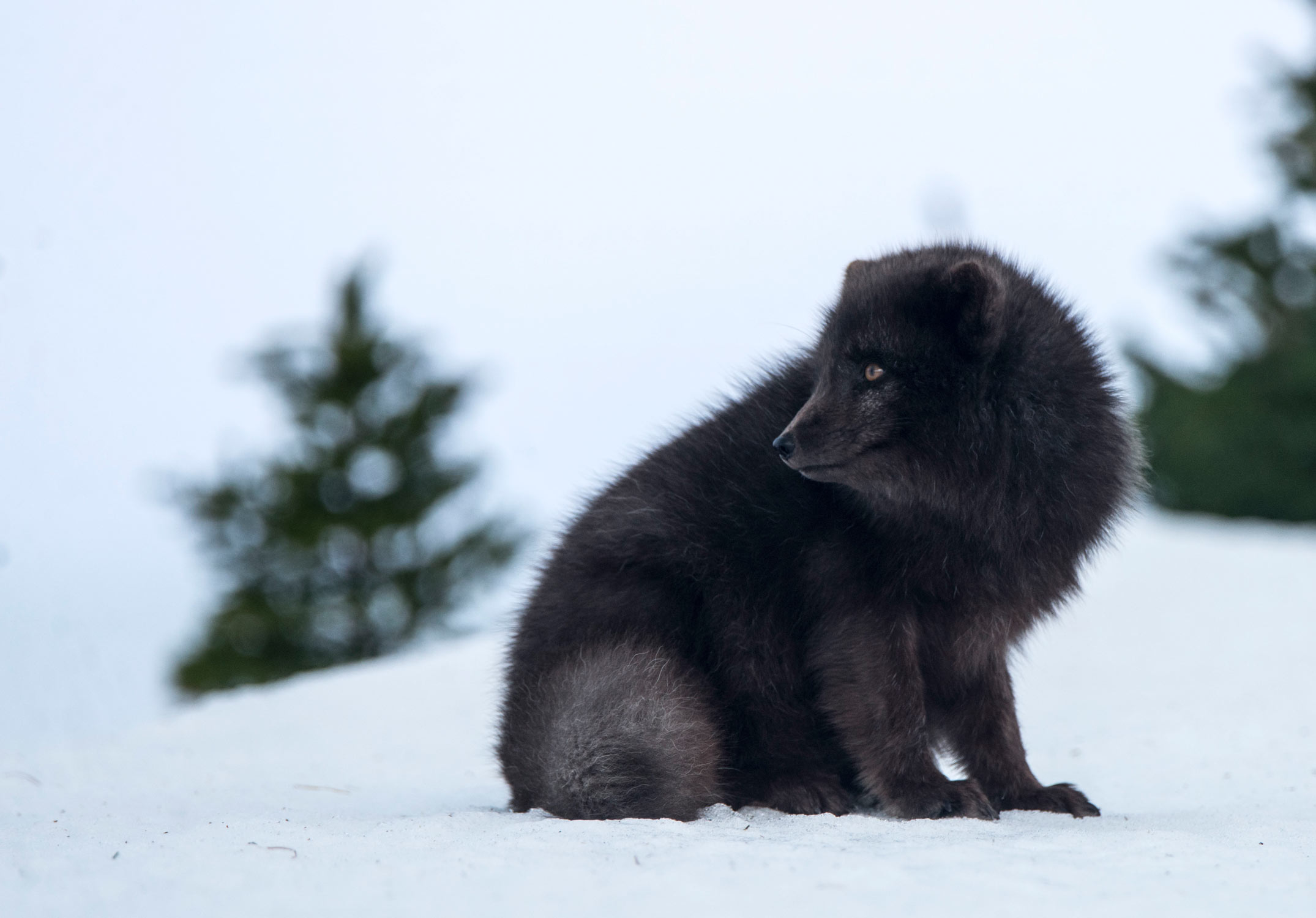 An Arctic Fox (vulpes lagopus).