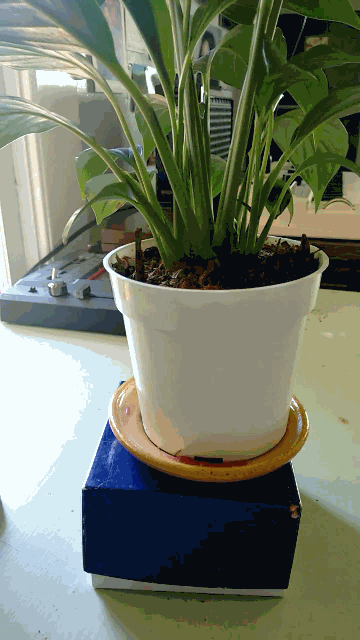 "I really have to get home to water my peace lily."