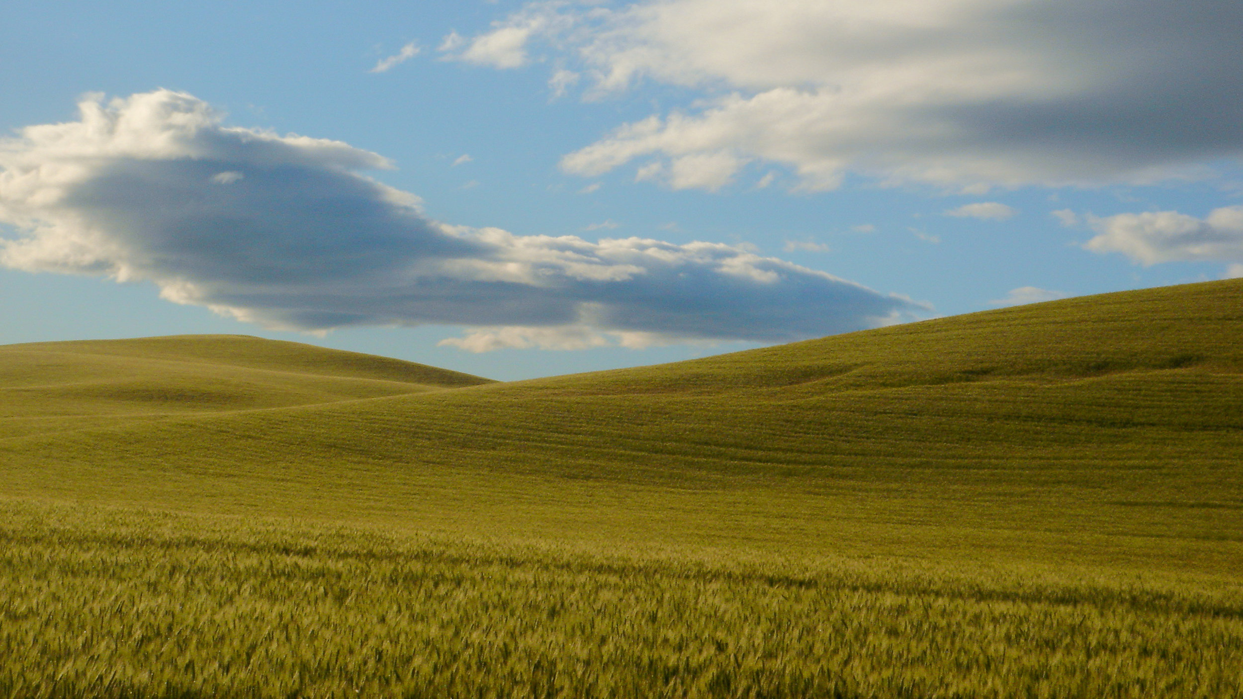  Fields of wheat near Jeff’s childhood home. 