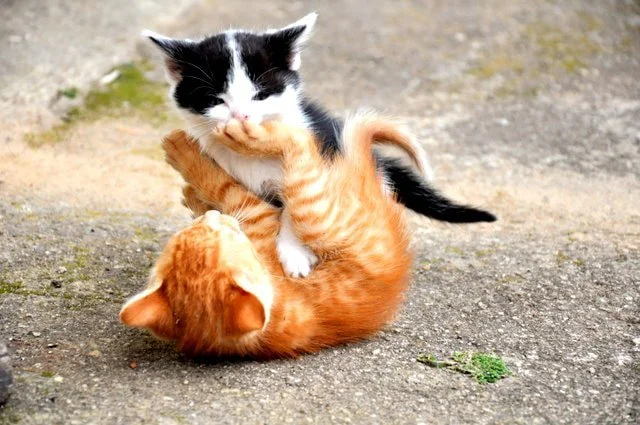 YEAR OF HAIKU: DAY 03