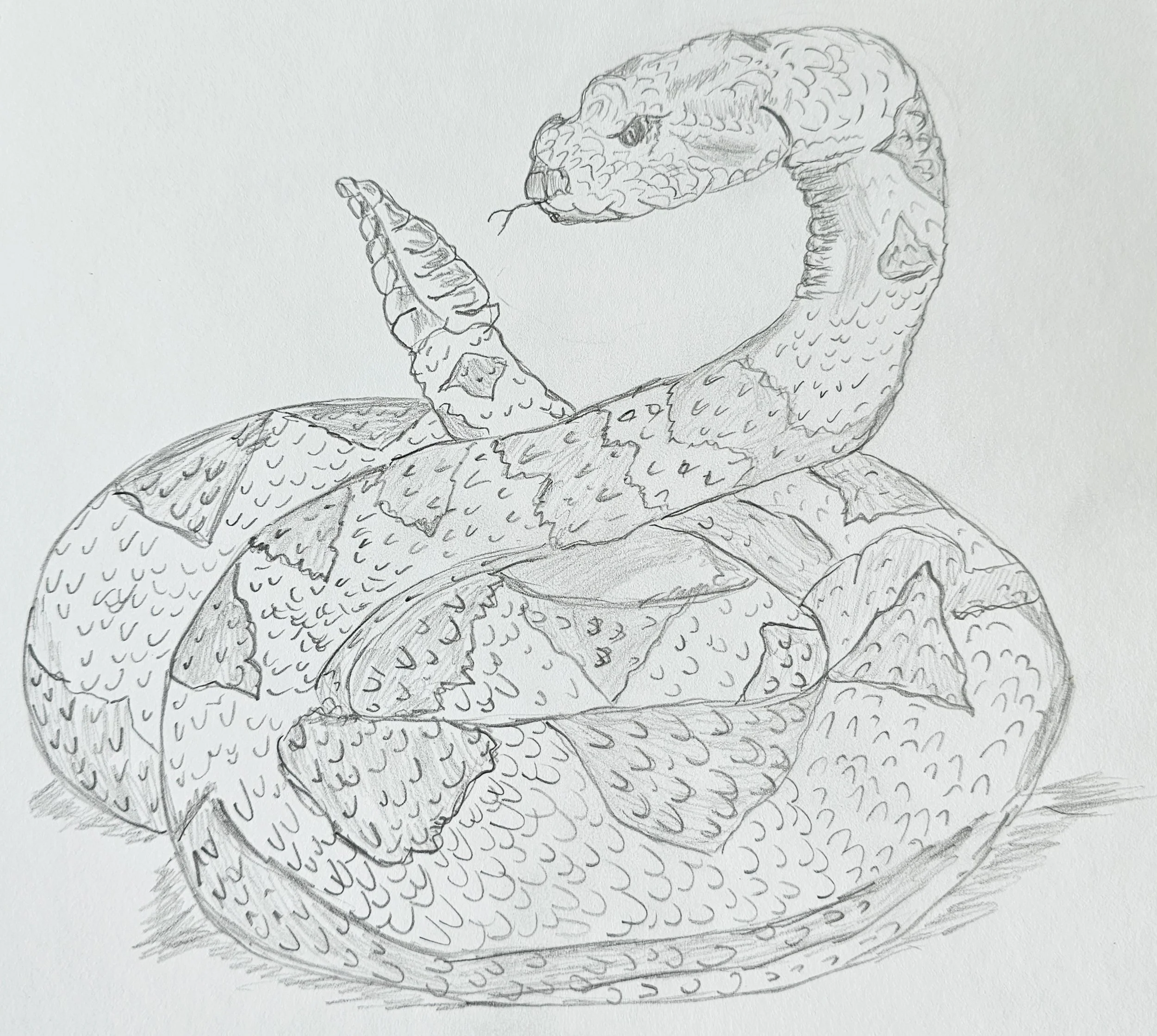 Rattlesnake