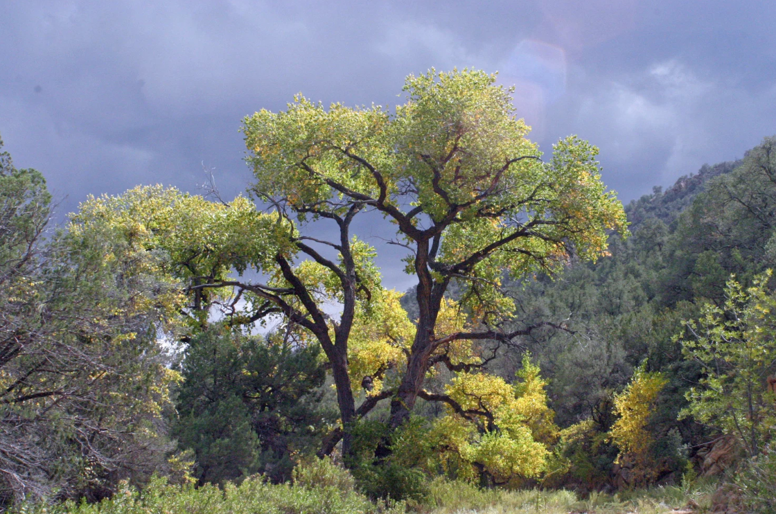 Trees of Utah: Fremont Cottonwood