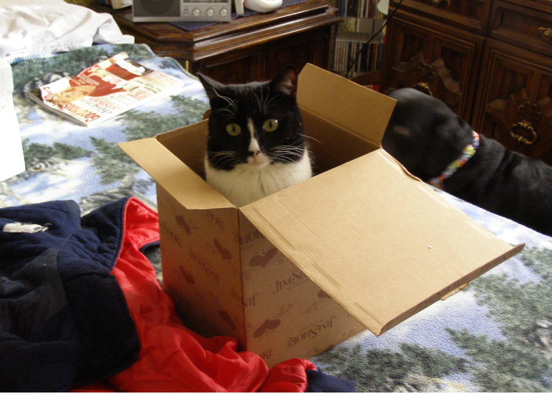 My Cat Likes to Hide in Boxes