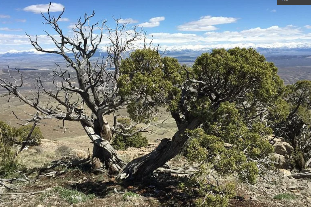 Trees of Utah: Utah Juniper