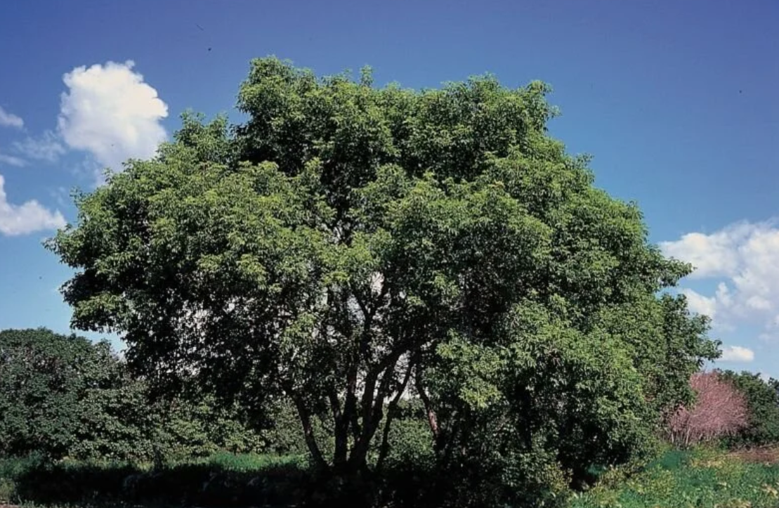Trees Of Utah: Boxelder