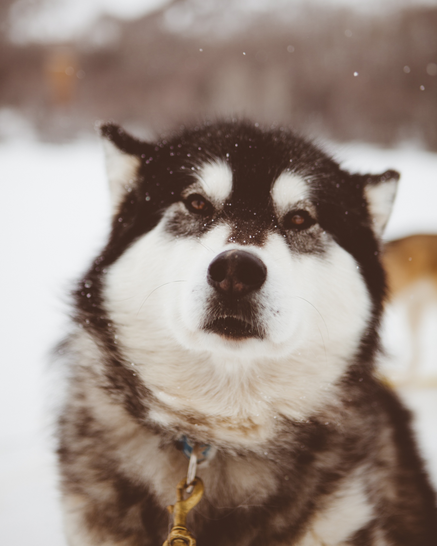 20120219_PRANA_DOGSLED8462.jpg