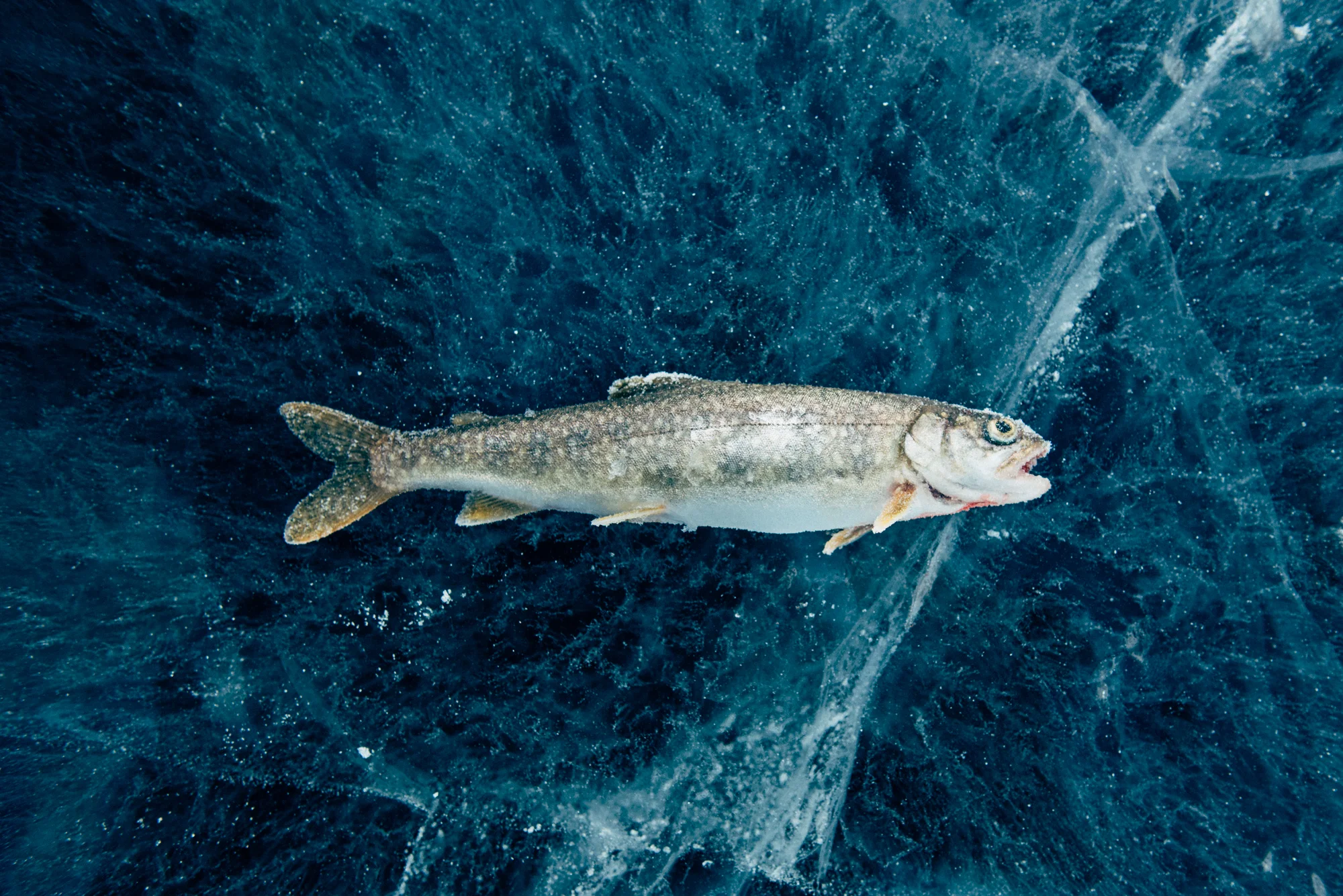 20150302_PranaBanff-3955.jpg