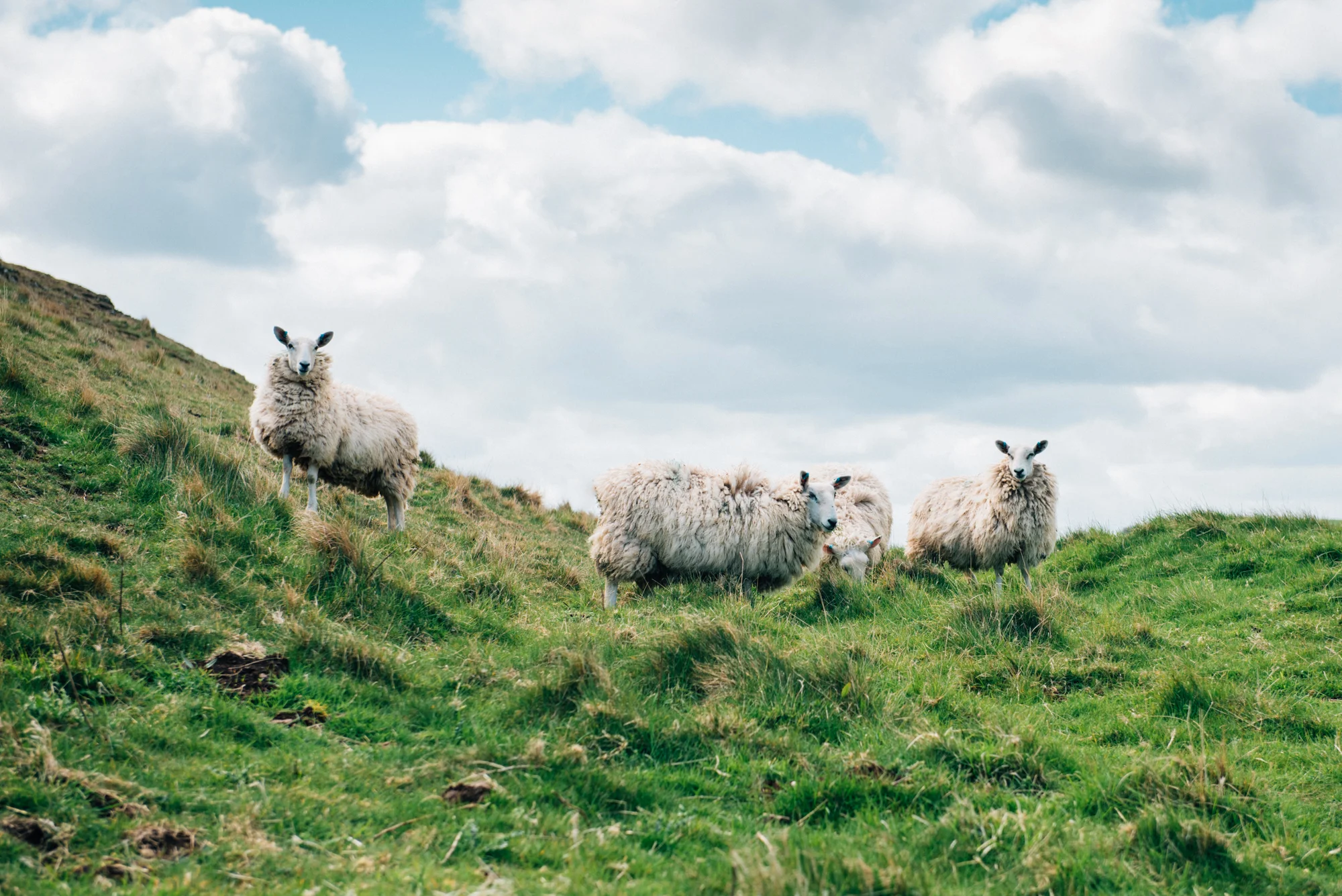 Scotland, 2015