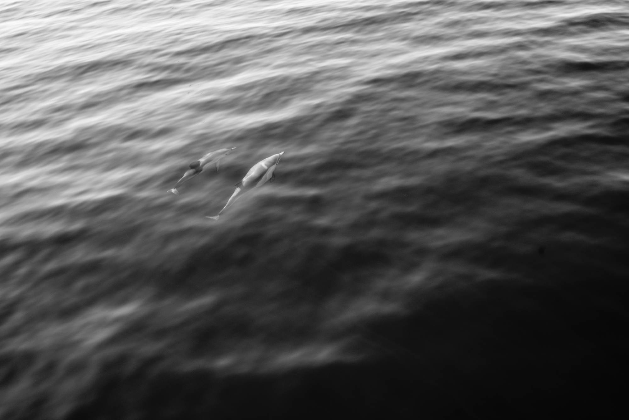 Dolphin.gif
