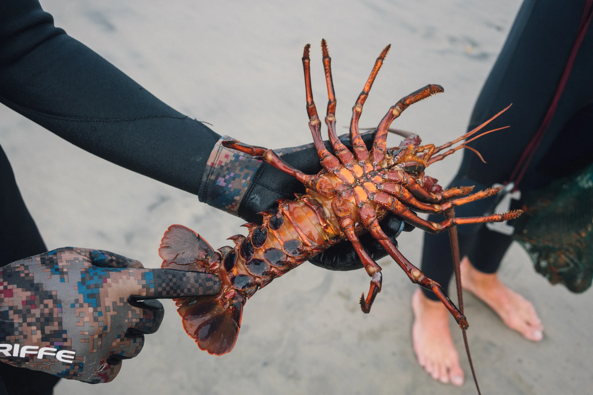 20180929_Lobster-05723.jpg