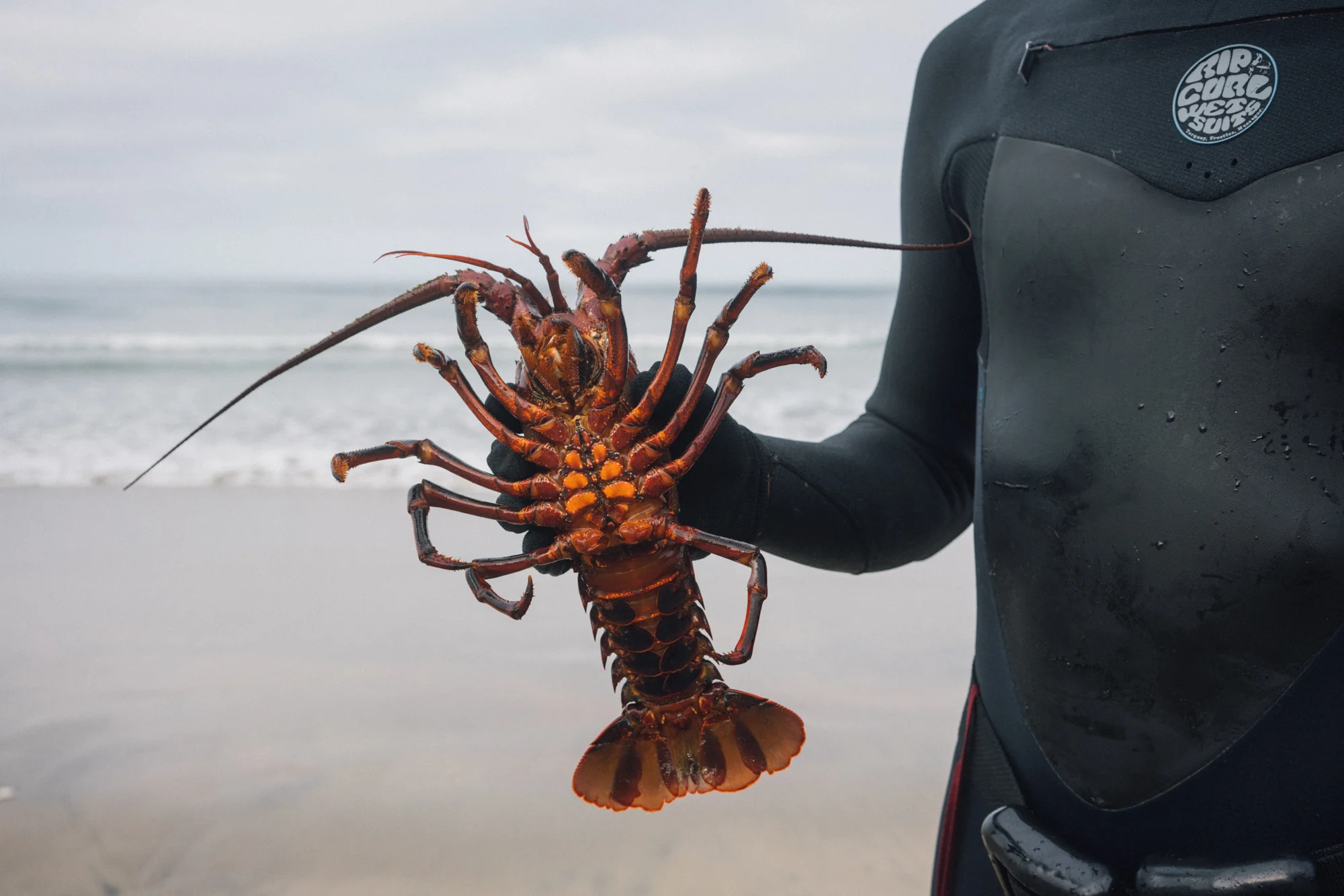 20180929_Lobster-05746.jpg