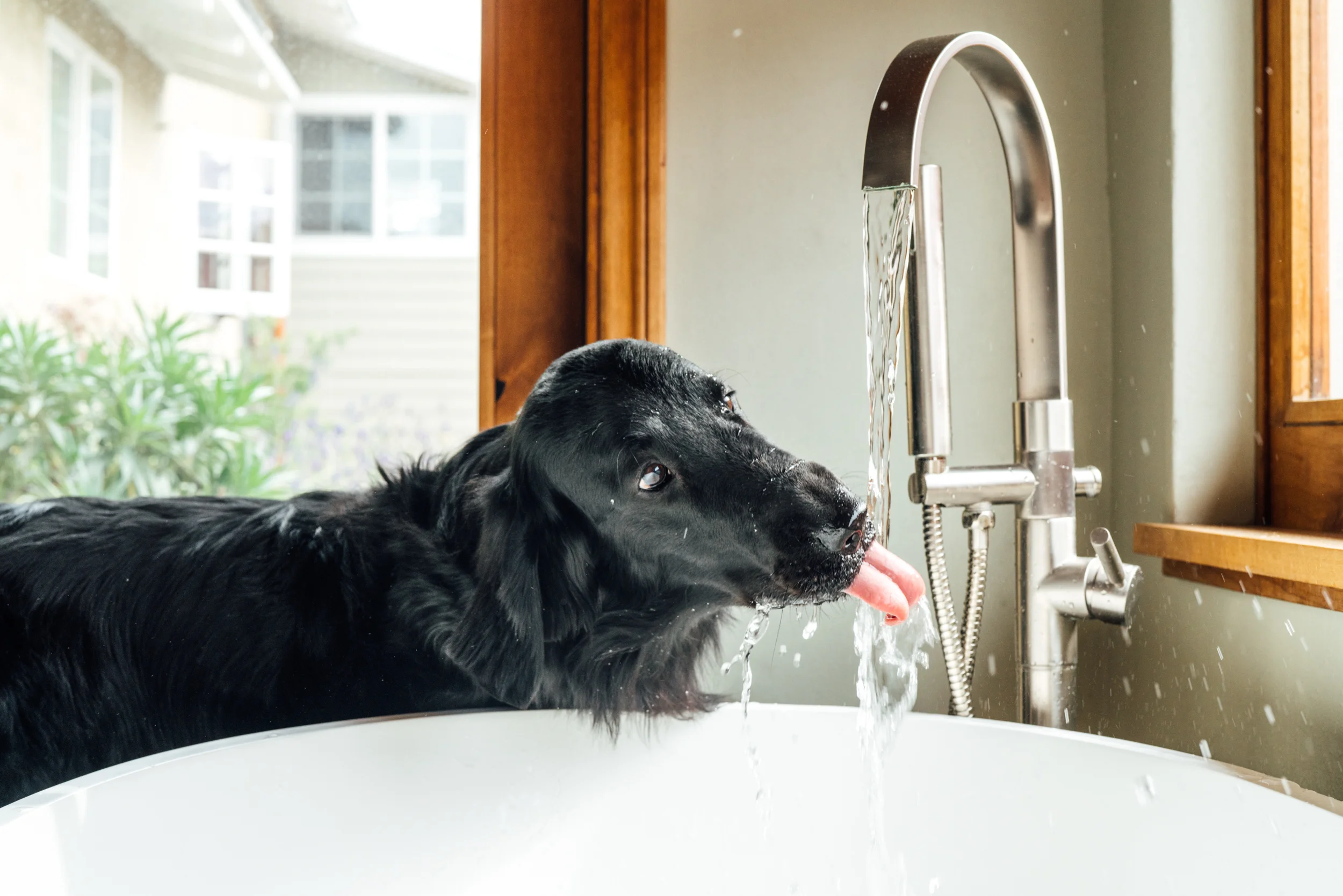 20180130_HonestKitchen_1342.jpg