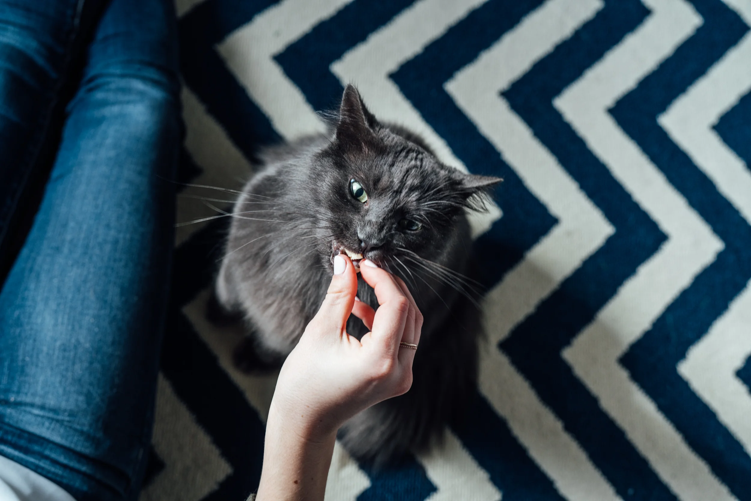 20180130_HonestKitchen_1814.jpg