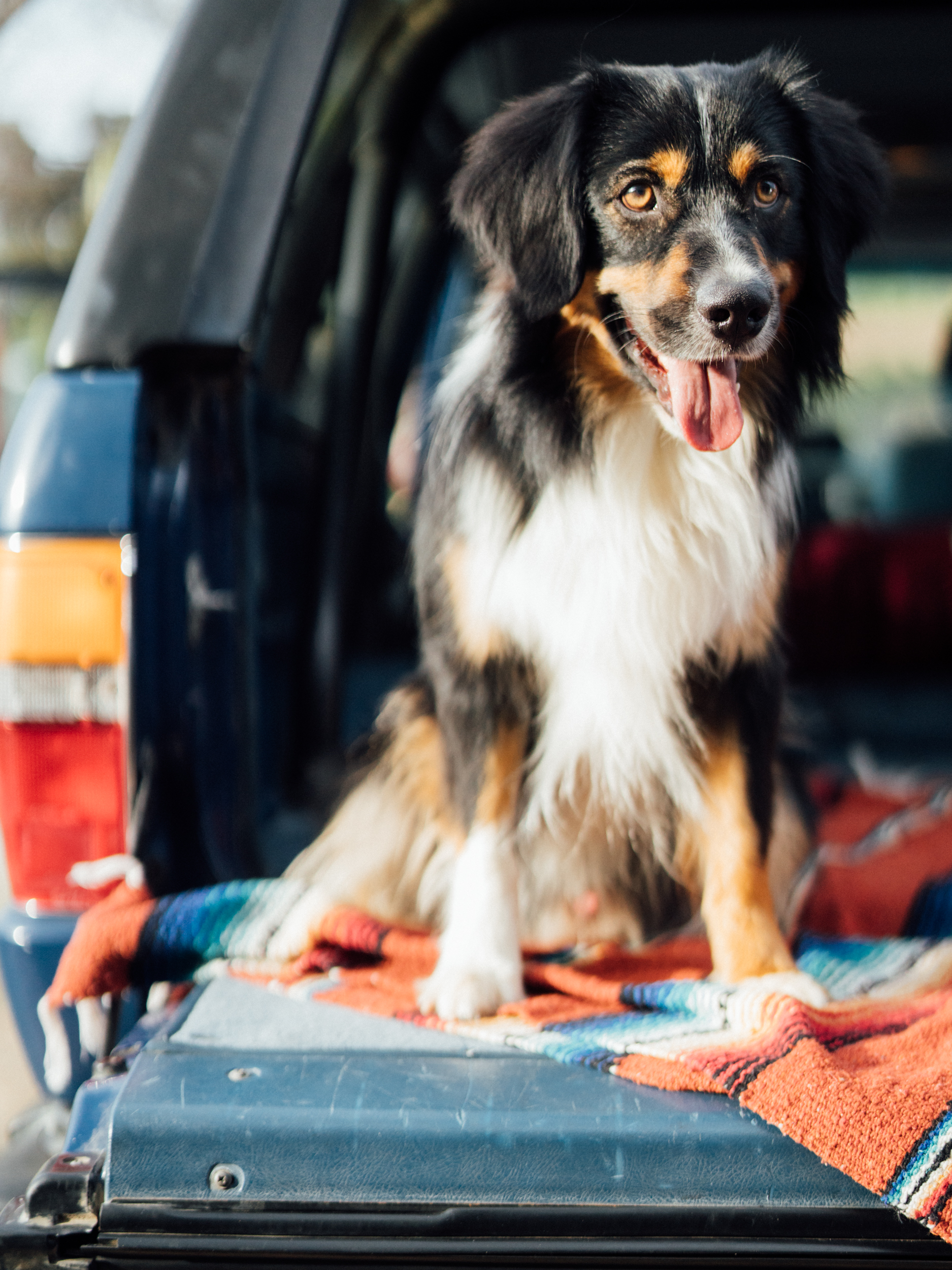 20180130_HonestKitchen_2924.jpg