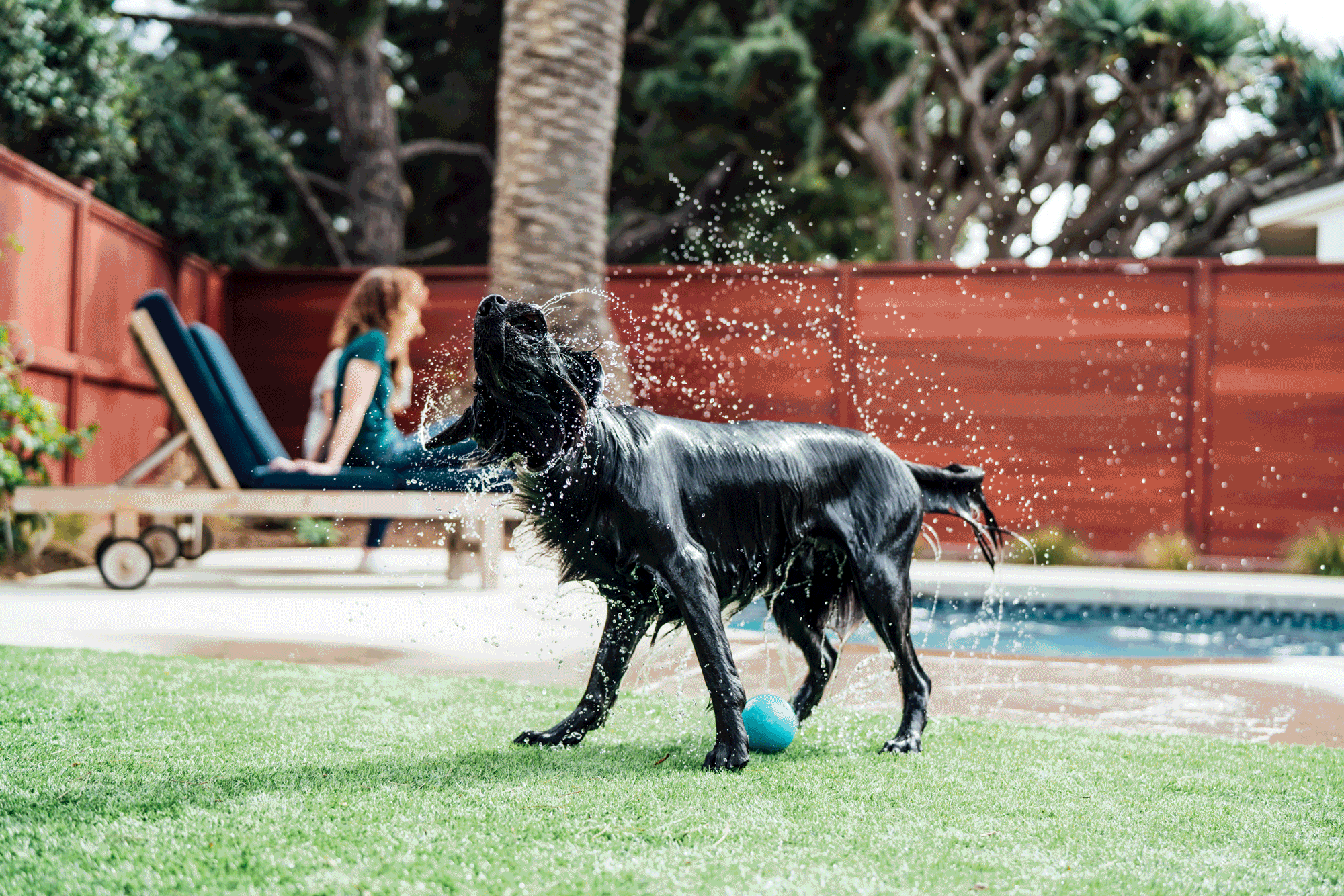 WetDog.gif