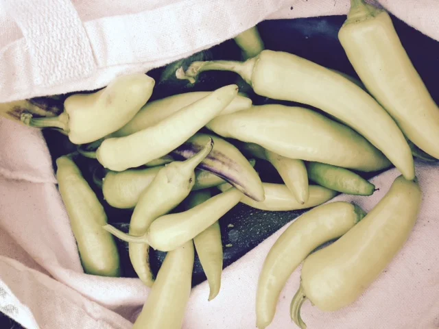 garden harvest Aug 2015.jpg