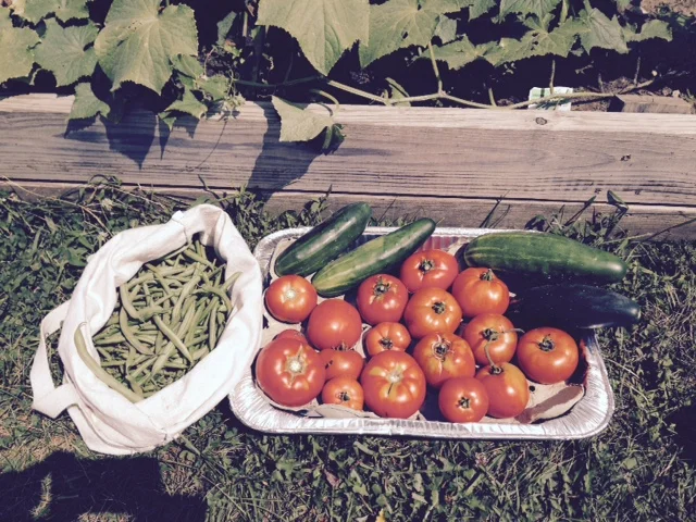 garden harvest august2015.jpg