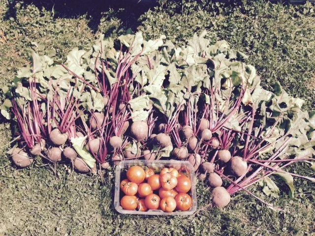 garden harvest August 2015.jpg