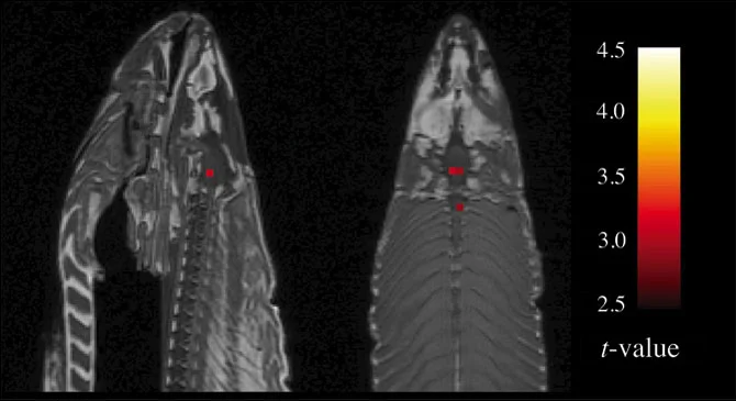fmri-salmon.jpg