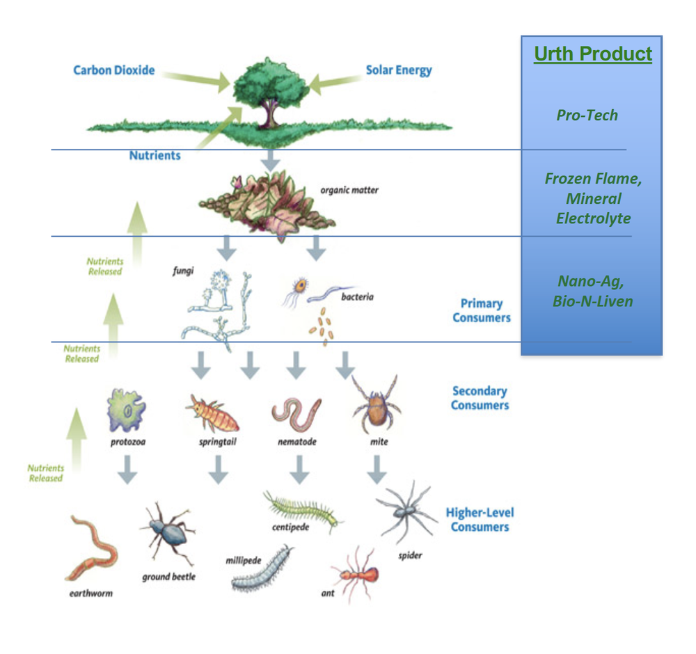 Nature's Soil Food web — Urth Agriculture