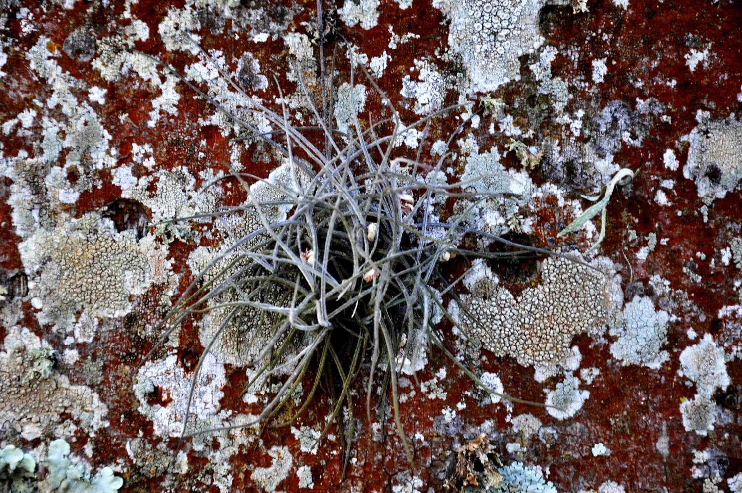 Coleção Natureza: O Silêncio da Natureza