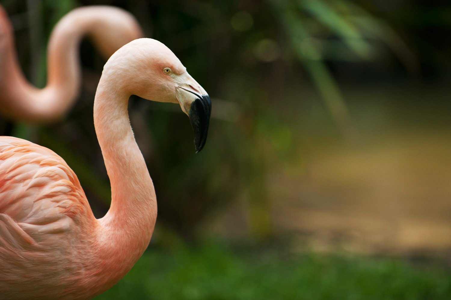 Los Angeles Zoo