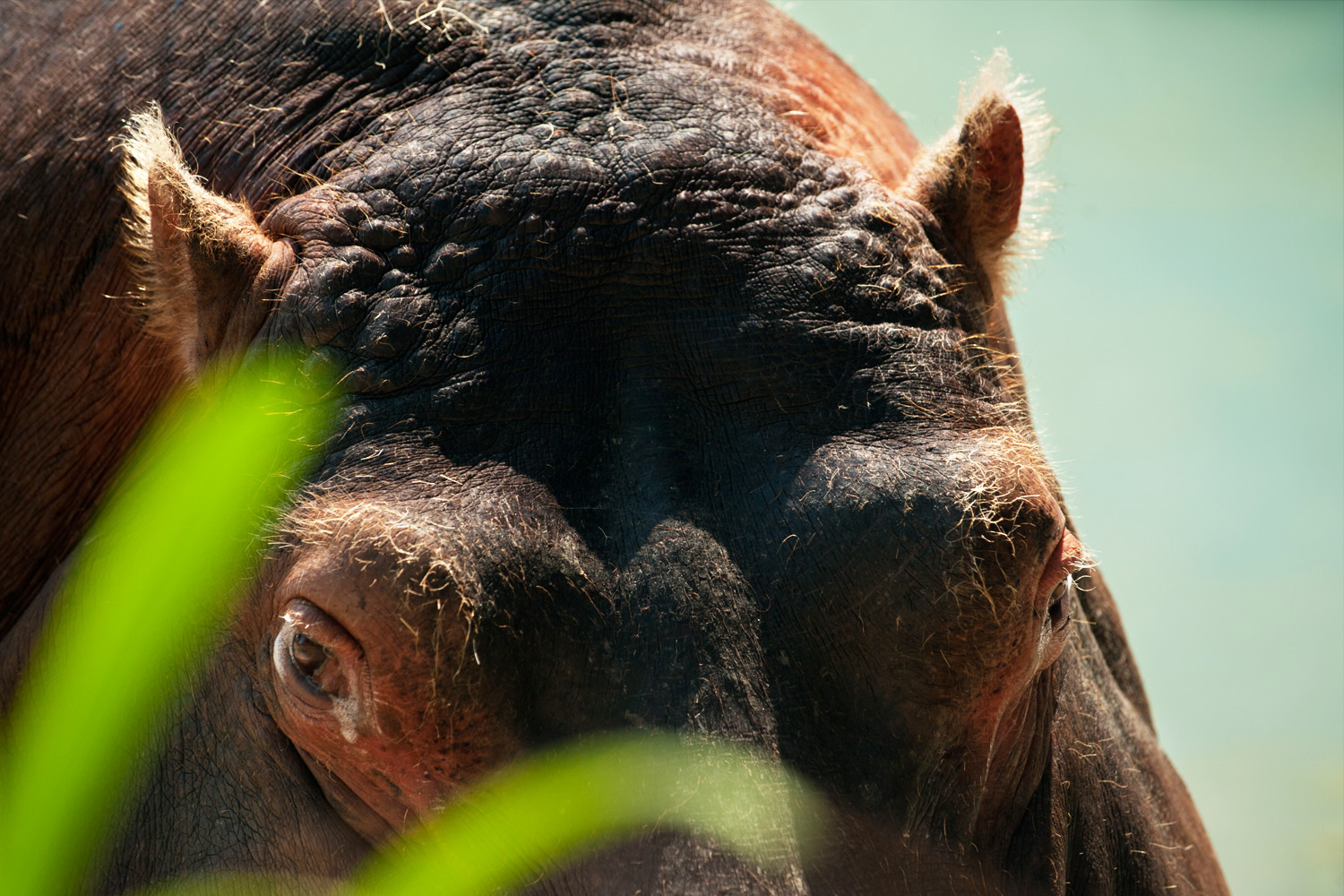 Los Angeles Zoo