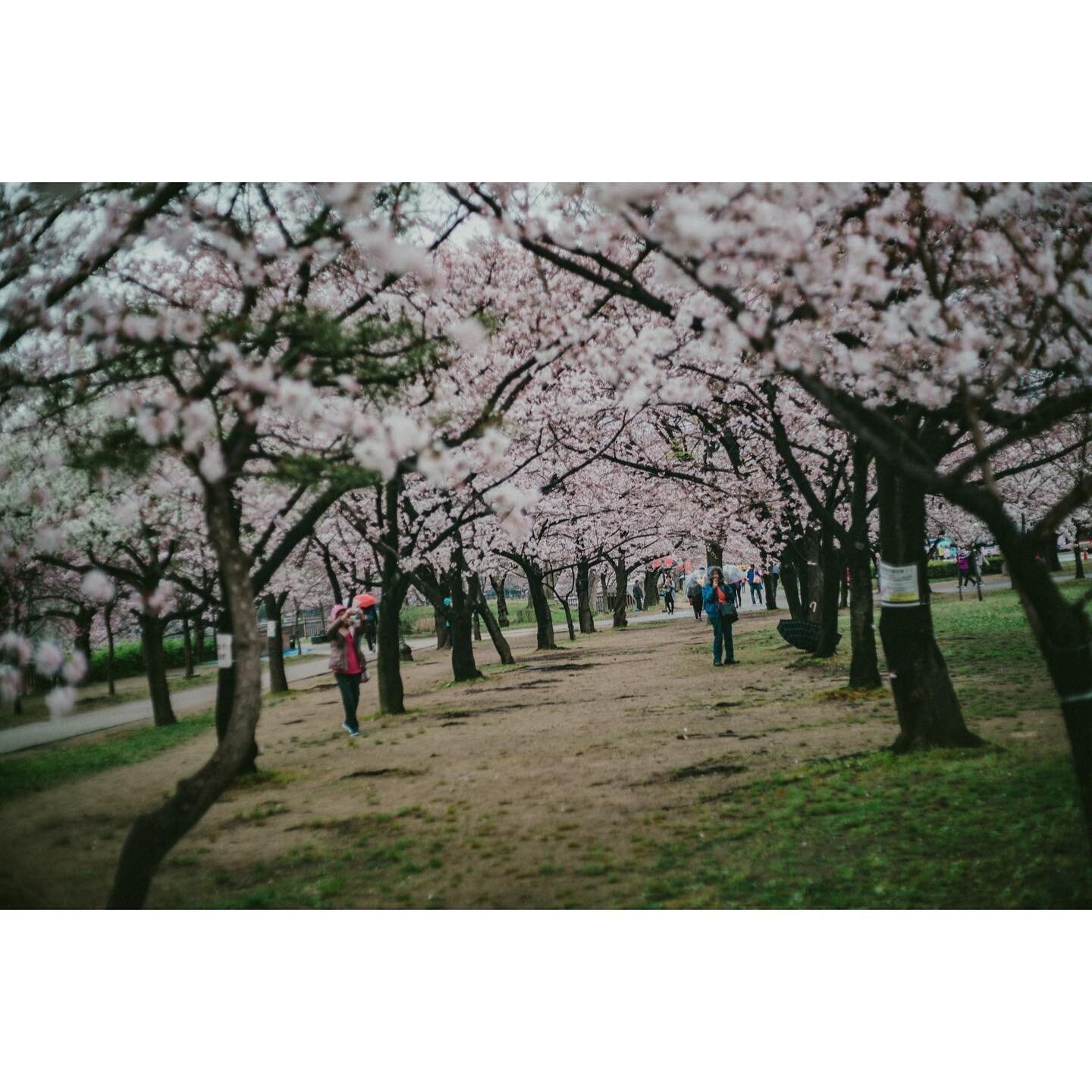 the grove
.
.
.
#capturestreets&nbsp;#minimalzine&nbsp;#photocinematica&nbsp;#somewheremagazine&nbsp;#eyeshotmag&nbsp;#travelphotography&nbsp;#timelessstreets&nbsp;#thinkverylittle
#travelphotography&nbsp;#urbanstreetphotography&nbsp;#insidephotos
#f