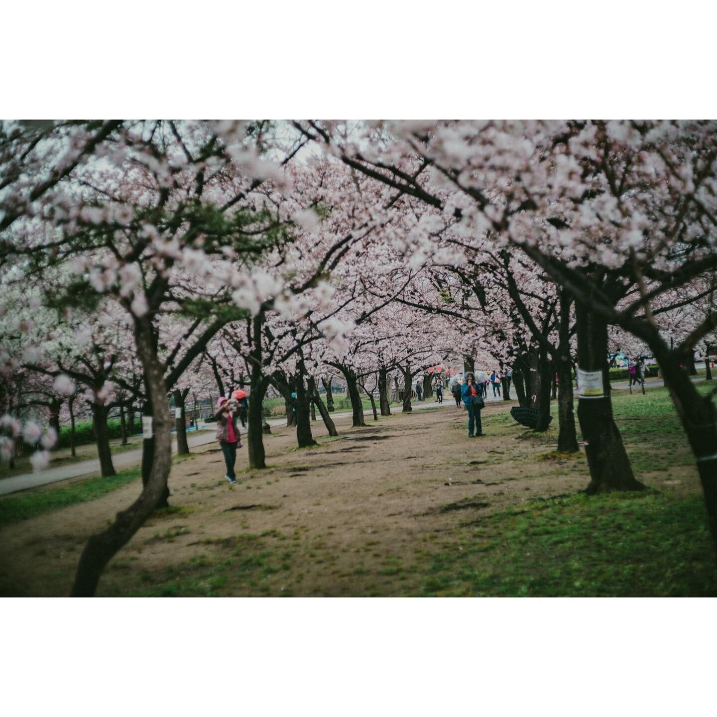 the grove
.
.
.
#capturestreets&nbsp;#minimalzine&nbsp;#photocinematica&nbsp;#somewheremagazine&nbsp;#eyeshotmag&nbsp;#travelphotography&nbsp;#timelessstreets&nbsp;#thinkverylittle
#travelphotography&nbsp;#urbanstreetphotography&nbsp;#insidephotos
#f